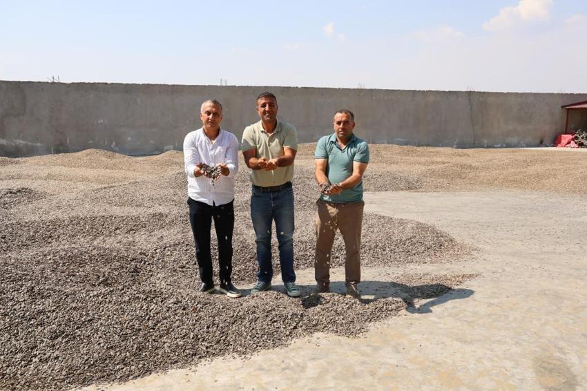 Kahramanmaraş'ta ay çekirdeği hasadı başladı! 10 bin ton rekolte bekleniyor: Üreticinin yüzü gülüyor!