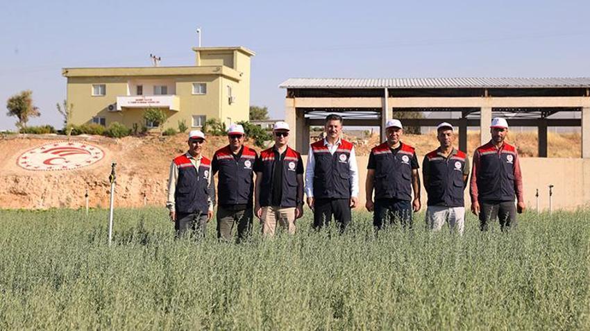 Mardin’de üretilen 4 milyon Tuz Çalısı Türkiye’nin meralarına can verecek