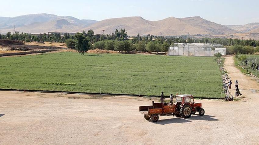 Mardin’de üretilen 4 milyon Tuz Çalısı Türkiye’nin meralarına can verecek