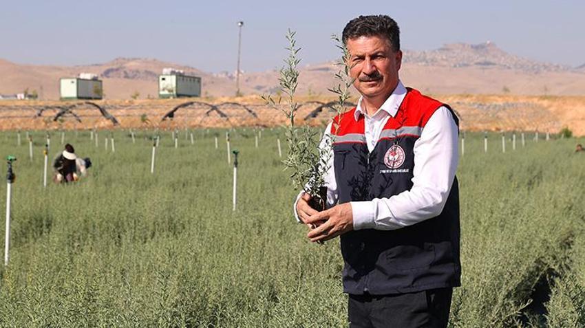 Mardin’de üretilen 4 milyon Tuz Çalısı Türkiye’nin meralarına can verecek