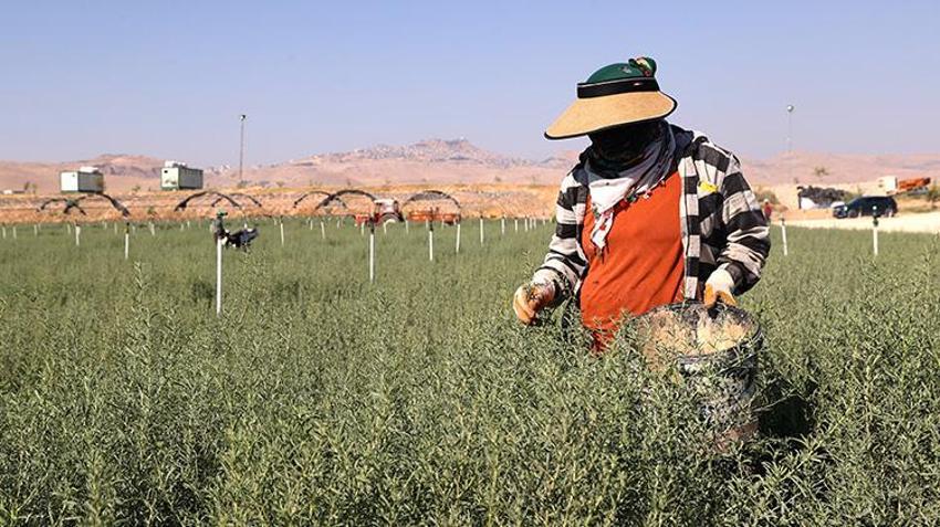 Mardin’de üretilen 4 milyon Tuz Çalısı Türkiye’nin meralarına can verecek