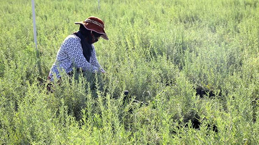 Mardin’de üretilen 4 milyon Tuz Çalısı Türkiye’nin meralarına can verecek