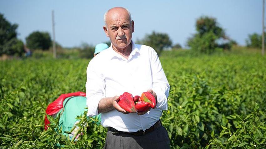 Bafra Ovası'nda kapya biber hasadı başladı: Ekim arttı, hastalık ve fiyat düşüşü üreticiyi vurdu!