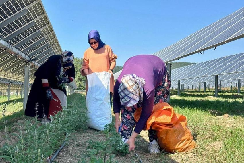 Samsun’da bir ilk! Güneş panellerinin altında yetiştiriyorlar: Aynı tarladan çifte üretim