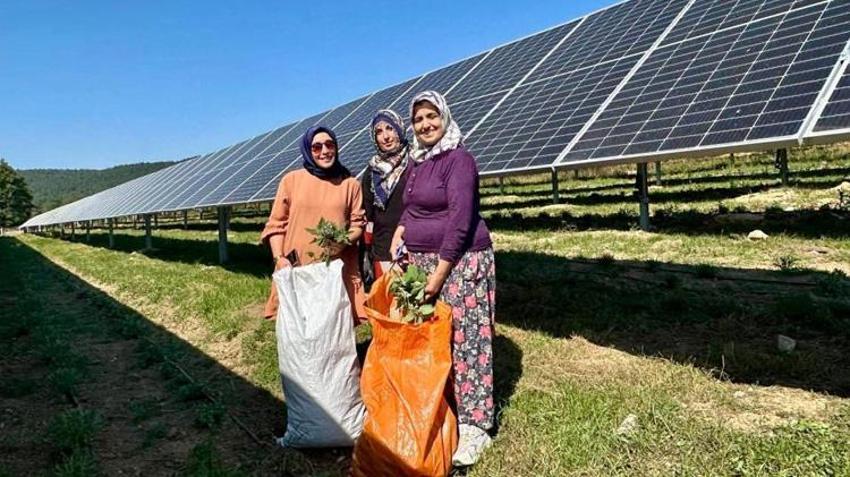 Samsun’da bir ilk! Güneş panellerinin altında yetiştiriyorlar: Aynı tarladan çifte üretim