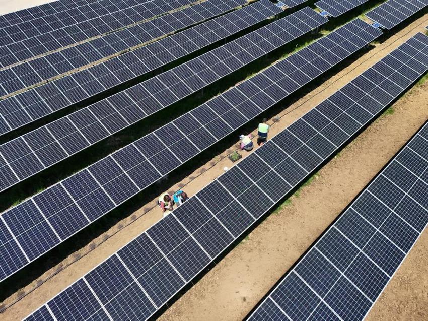 Samsun’da bir ilk! Güneş panellerinin altında yetiştiriyorlar: Aynı tarladan çifte üretim