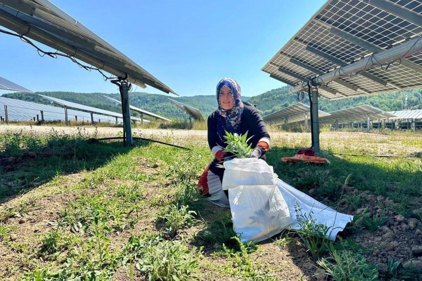 Samsun’da bir ilk! Güneş panellerinin altında yetiştiriyorlar: Aynı tarladan çifte üretim
