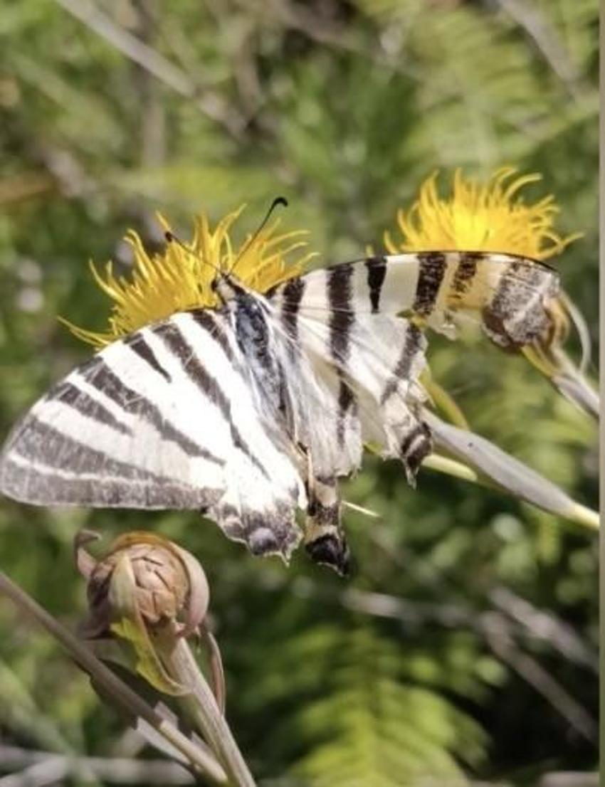 Doğal alanı Kuzey Amerika'nın doğu kesimleri olan zebra kırlangıç kuyruklu kelebek Osmaniye'de görüntülendi