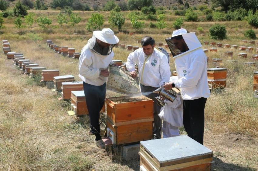 Türkiye'de sadece orada 3 coğrafi işaretli bal var! 110 bin kovanla hasat yapılıyor