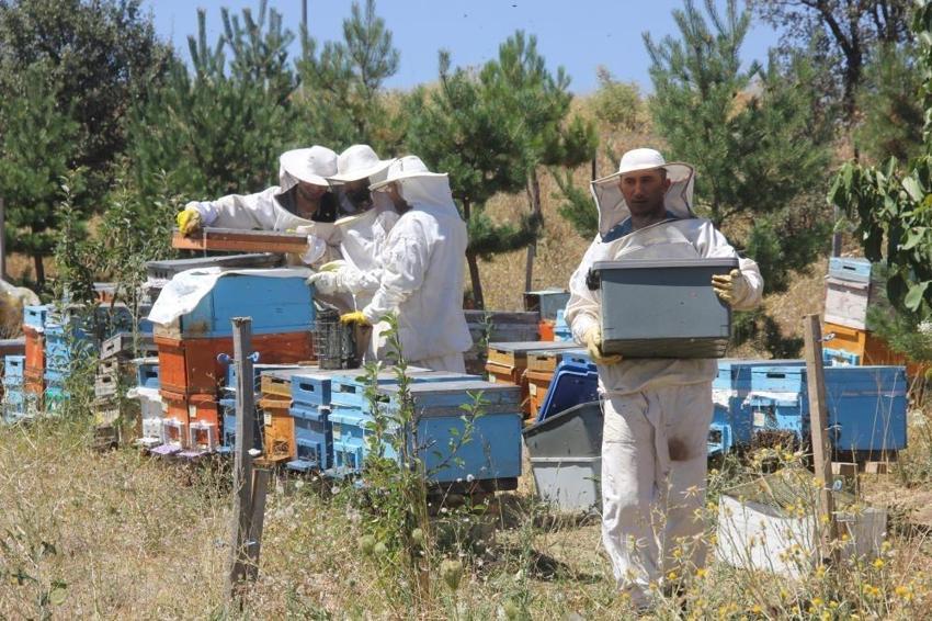 Türkiye'de sadece orada 3 coğrafi işaretli bal var! 110 bin kovanla hasat yapılıyor