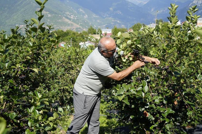Gümüşhane’de deneme amaçlı ekildi, üretim patladı! Fındığa alternatif, üreticiye yeni kazanç kapısı oldu