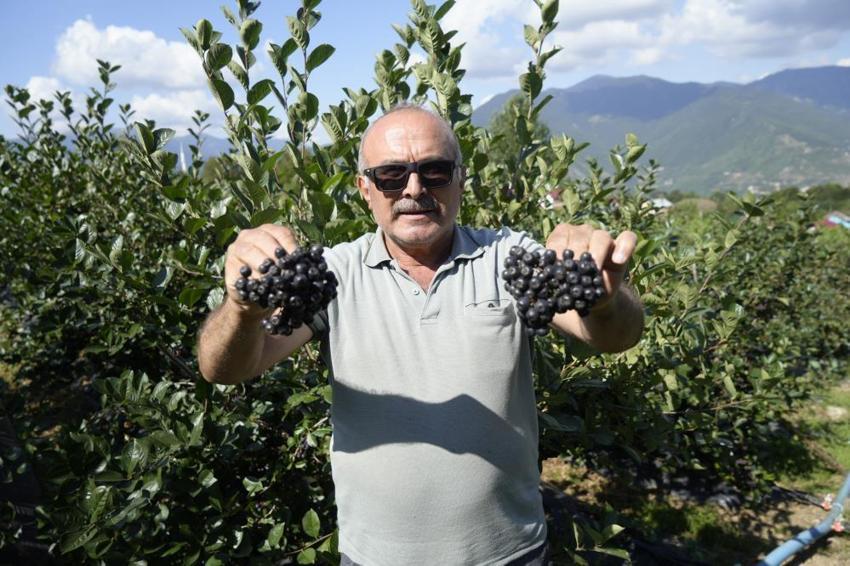 Gümüşhane’de deneme amaçlı ekildi, üretim patladı! Fındığa alternatif, üreticiye yeni kazanç kapısı oldu