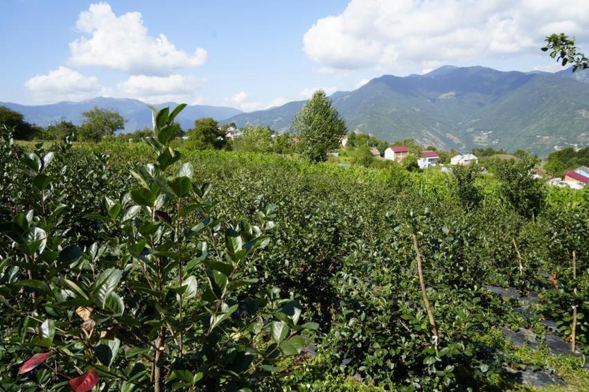 Gümüşhane’de deneme amaçlı ekildi, üretim patladı! Fındığa alternatif, üreticiye yeni kazanç kapısı oldu
