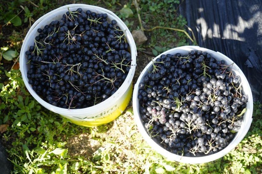 Gümüşhane’de deneme amaçlı ekildi, üretim patladı! Fındığa alternatif, üreticiye yeni kazanç kapısı oldu