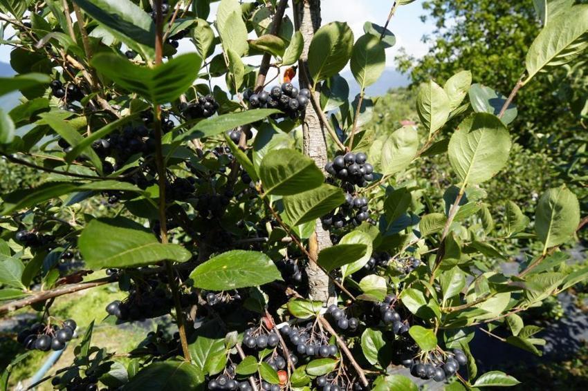 Gümüşhane’de deneme amaçlı ekildi, üretim patladı! Fındığa alternatif, üreticiye yeni kazanç kapısı oldu