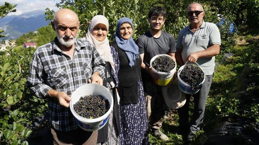Gümüşhane’de deneme amaçlı ekildi, üretim patladı! Fındığa alternatif, üreticiye yeni kazanç kapısı oldu