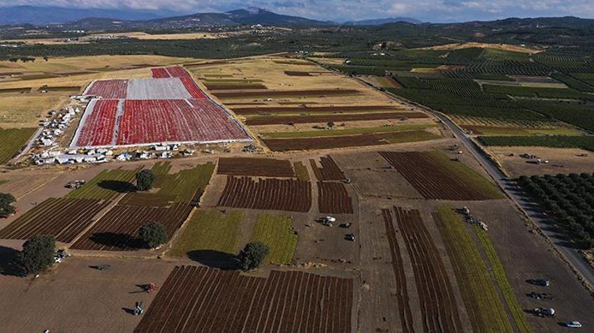 Dünyanın tanıdığı lezzette kurutma mesaisi başladı! Manisa Ovası sergi alanlarına döndü