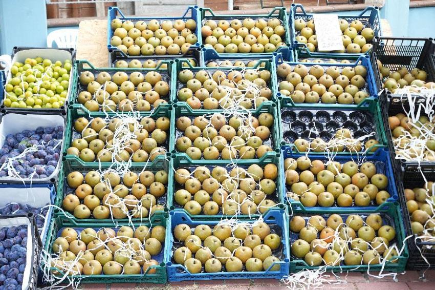 Kartepe Armut Şenliği! Tarımsal değerler ve yöresel lezzetler vatandaşlarla buluştu