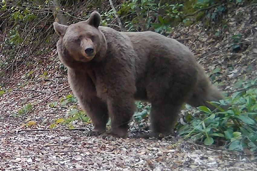Doğanın gizli dünyasını fotokapanla görüntüledi! Sakarya tahmin edilenden daha zengin