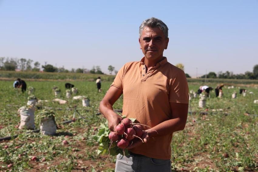 Konya’da çiftçi bu ürüne yöneldi: 45 günde yetişiyor, kilosu 20 TL