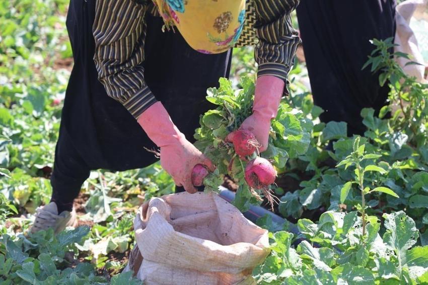 Konya’da çiftçi bu ürüne yöneldi: 45 günde yetişiyor, kilosu 20 TL
