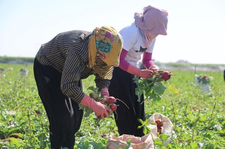 Konya’da çiftçi bu ürüne yöneldi: 45 günde yetişiyor, kilosu 20 TL
