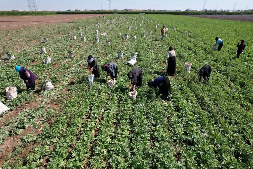 Konya’da çiftçi bu ürüne yöneldi: 45 günde yetişiyor, kilosu 20 TL