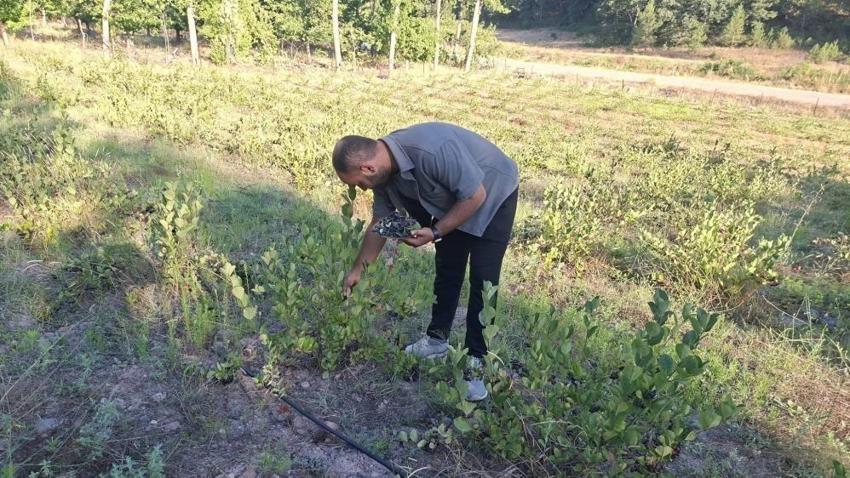 3 yıl önce 7 dönüme dikti, şimdi ilk büyük hasada hazırlanıyor: Kilosu 400 TL