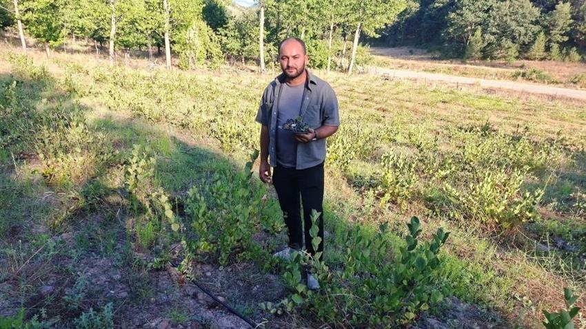 3 yıl önce 7 dönüme dikti, şimdi ilk büyük hasada hazırlanıyor: Kilosu 400 TL