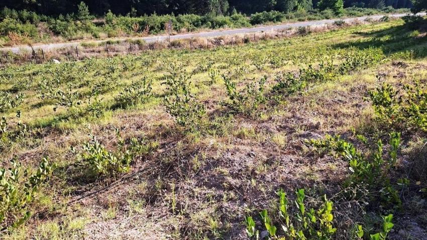 3 yıl önce 7 dönüme dikti, şimdi ilk büyük hasada hazırlanıyor: Kilosu 400 TL