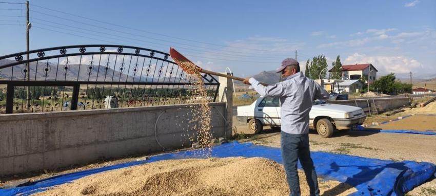 Adana'da nohut için vakit geldi: Hasat sırasında alıcısını buluyor