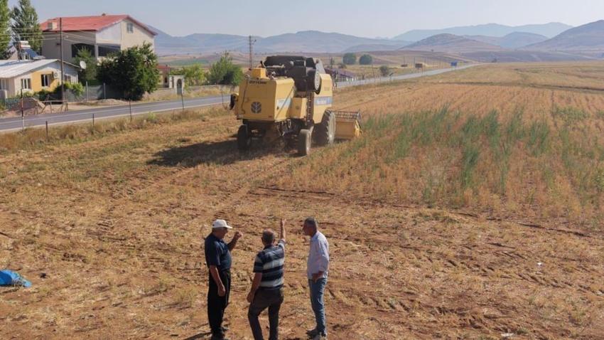Adana'da nohut için vakit geldi: Hasat sırasında alıcısını buluyor