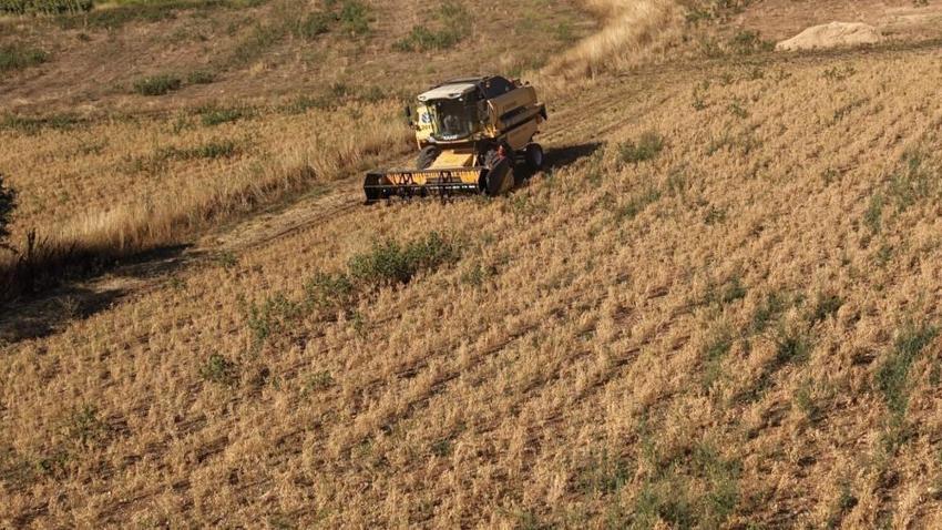 Adana'da nohut için vakit geldi: Hasat sırasında alıcısını buluyor