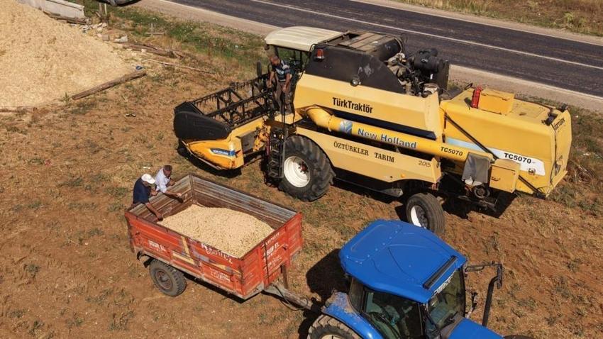 Adana'da nohut için vakit geldi: Hasat sırasında alıcısını buluyor