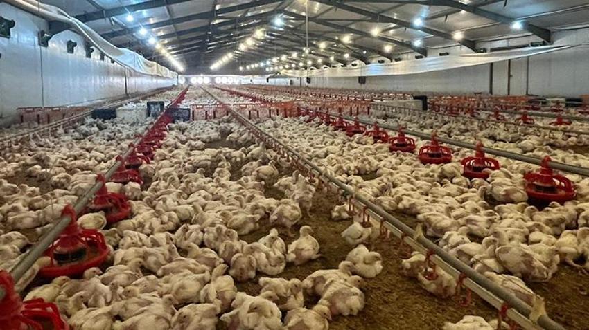 Eşinin emanetine sahip çıktı: Memurluğu bırakıp çiftliğin başına geçti
