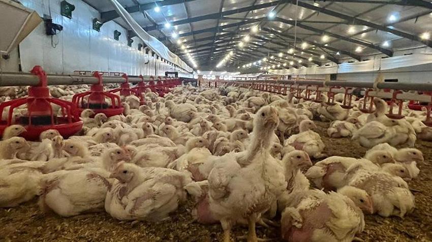 Eşinin emanetine sahip çıktı: Memurluğu bırakıp çiftliğin başına geçti