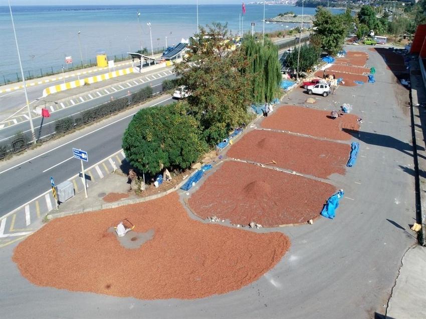 Trabzon'da mesai gece de devam ediyor: Fındık nöbeti sahile taşındı