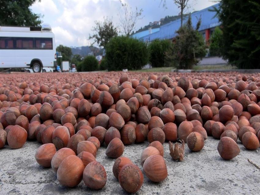 Trabzon'da mesai gece de devam ediyor: Fındık nöbeti sahile taşındı