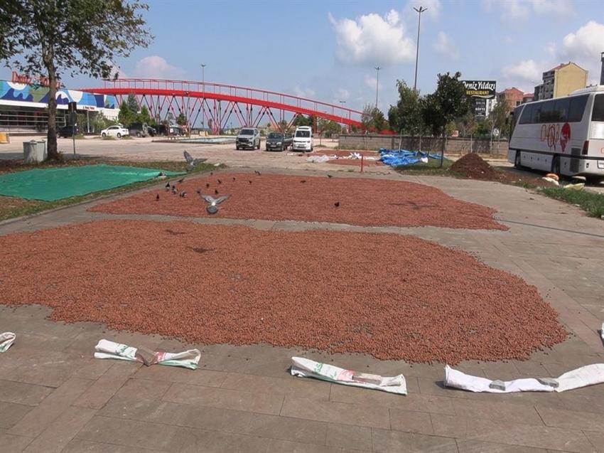 Trabzon'da mesai gece de devam ediyor: Fındık nöbeti sahile taşındı