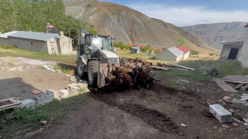 Erzincan'da ayı dehşeti: Yüzlerce hayvan telef oldu