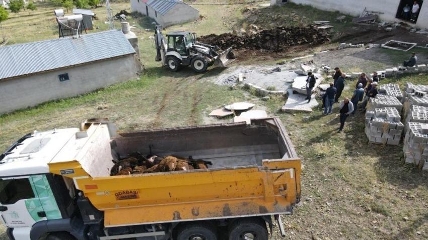 Erzincan'da ayı dehşeti: Yüzlerce hayvan telef oldu