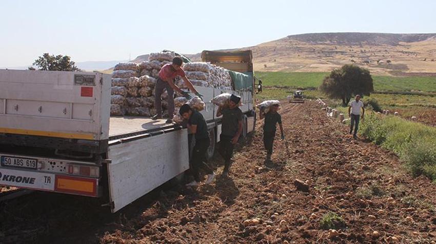 Aksaray'da patatesin tarla fiyatı 10 liraya düştü! Çiftçi market ve pazardaki yüksek fiyata anlam veremiyor