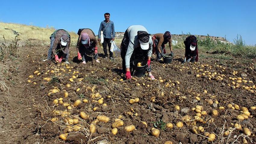Aksaray'da patatesin tarla fiyatı 10 liraya düştü! Çiftçi market ve pazardaki yüksek fiyata anlam veremiyor