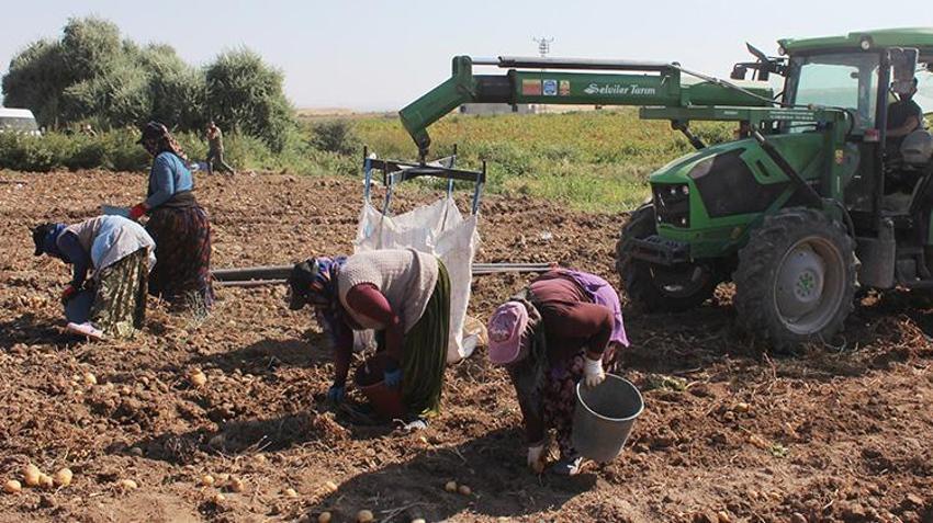 Aksaray'da patatesin tarla fiyatı 10 liraya düştü! Çiftçi market ve pazardaki yüksek fiyata anlam veremiyor