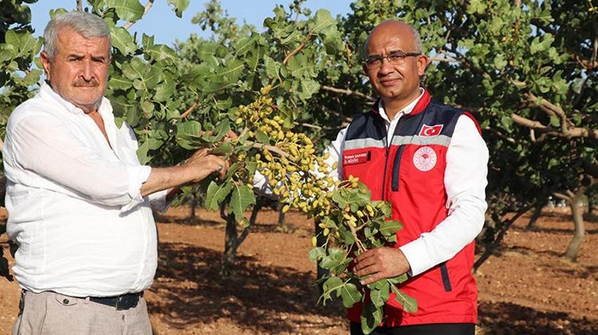Siirt'in umudu yeşil altında! Üretici heyecanla hasat gününe odaklandı: Yüksek rekolte bekleniyor