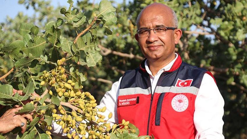 Siirt'in umudu yeşil altında! Üretici heyecanla hasat gününe odaklandı: Yüksek rekolte bekleniyor