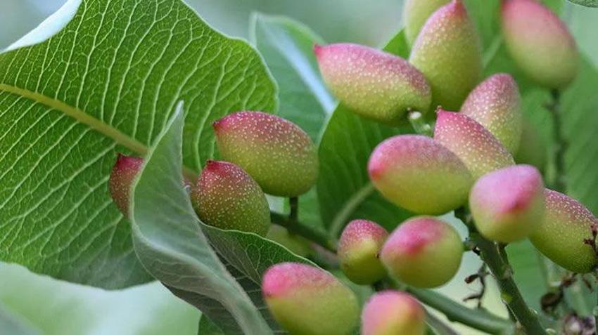 Siirt'in umudu yeşil altında! Üretici heyecanla hasat gününe odaklandı: Yüksek rekolte bekleniyor