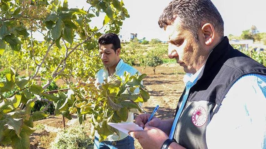 Siirt'in umudu yeşil altında! Üretici heyecanla hasat gününe odaklandı: Yüksek rekolte bekleniyor