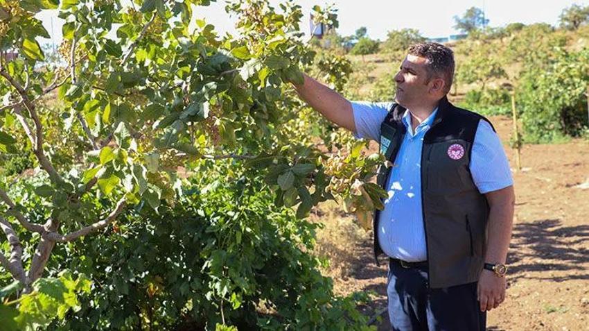 Siirt'in umudu yeşil altında! Üretici heyecanla hasat gününe odaklandı: Yüksek rekolte bekleniyor