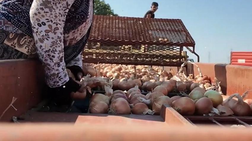 Sulama istemiyor, 3-4 kat ürün veriyor! Tekirdağ'da hasat başladı: Türkiye'nin her yerinden sipariş yağıyor